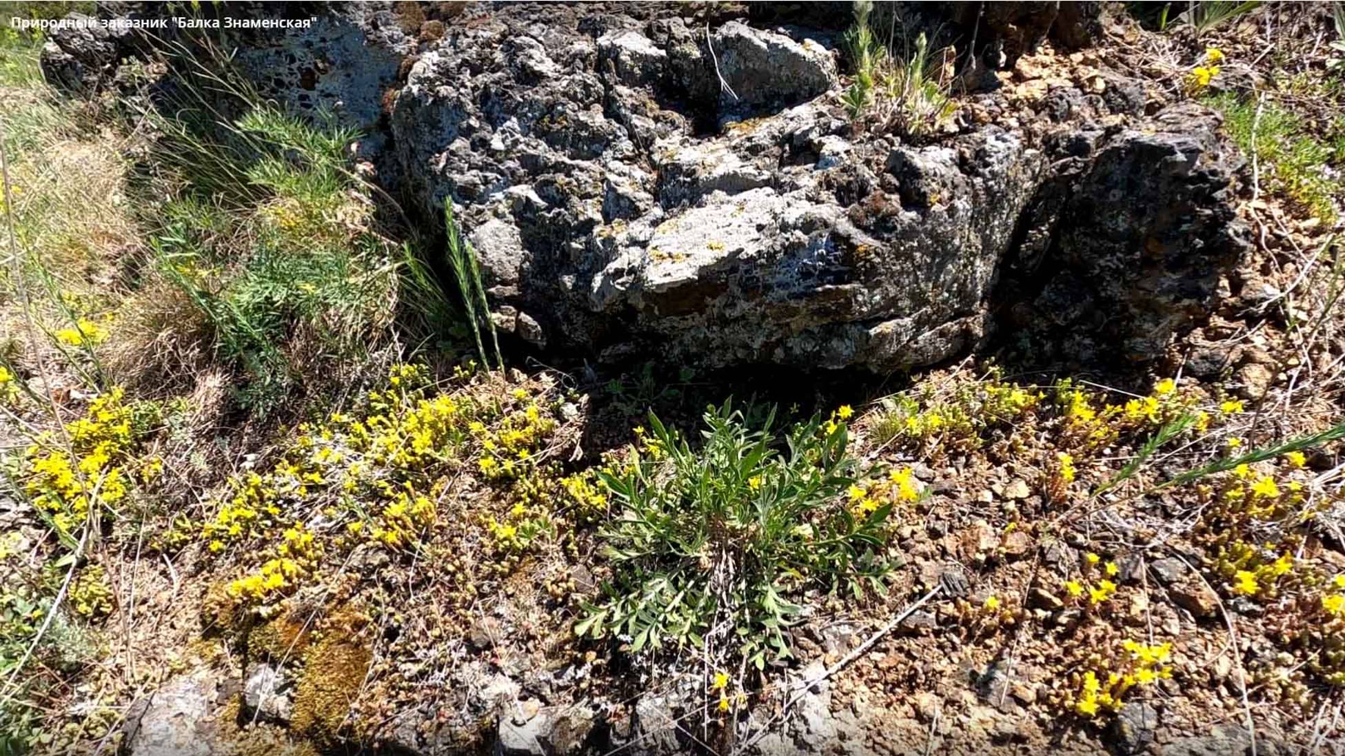 Природный заказник "Балка Знаменская" смотреть онлайн