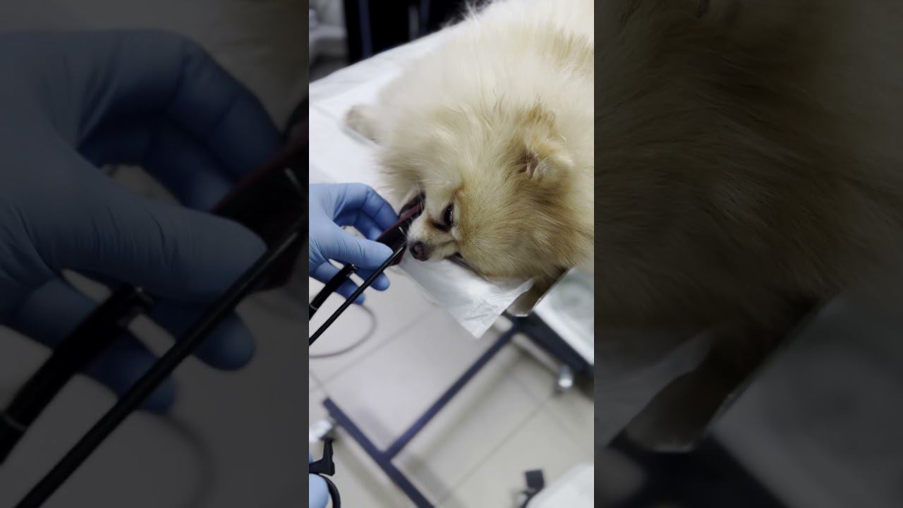Шпиц чуть не погиб от вкусняшки #шпиц #собаки #ветеринария #помощь #инородка #кость #гастроскопия смотреть онлайн