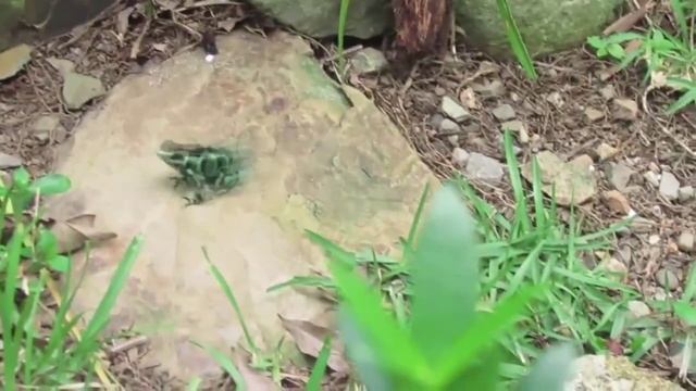 Dangerous animals - arrow frog // Опасные животные - лягушка стрела смотреть онлайн