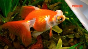 ЗОЛОТАЯ РЫБКА ТЕЛЕСКОП в аквариуме. Содержание, размножение, совместимость и уход