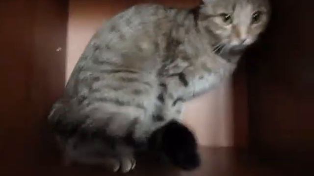 Няшная Кошка. смотреть онлайн