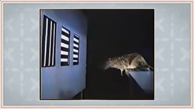 Зачем необходимы упражнения для улучшения памяти человека? смотреть онлайн