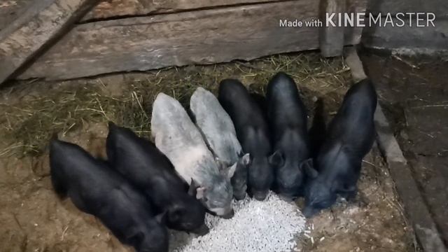 2 ГОДА ОПЫТА! ВЬЕТНАМСКИХ ПОРОСЯТ! смотреть онлайн