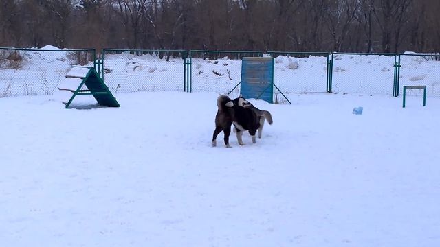 американская акита Кай на площадке смотреть онлайн