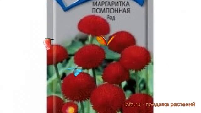 Маргаритка помпонная Ред (red) ? помпонная маргаритка Ред обзор: как сажать, семена маргаритки Ред смотреть онлайн