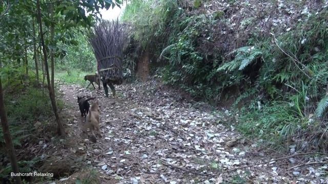 Find firewood, fish, make a place to dry firewood - Green forest life, farm life, free bushcraft смотреть онлайн