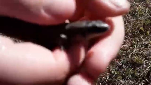 ПЛАВАЮТ ЛИ ЯЩЕРИЦЫ В ВОДЕ