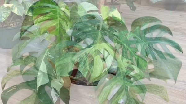 Monstera mint variegated