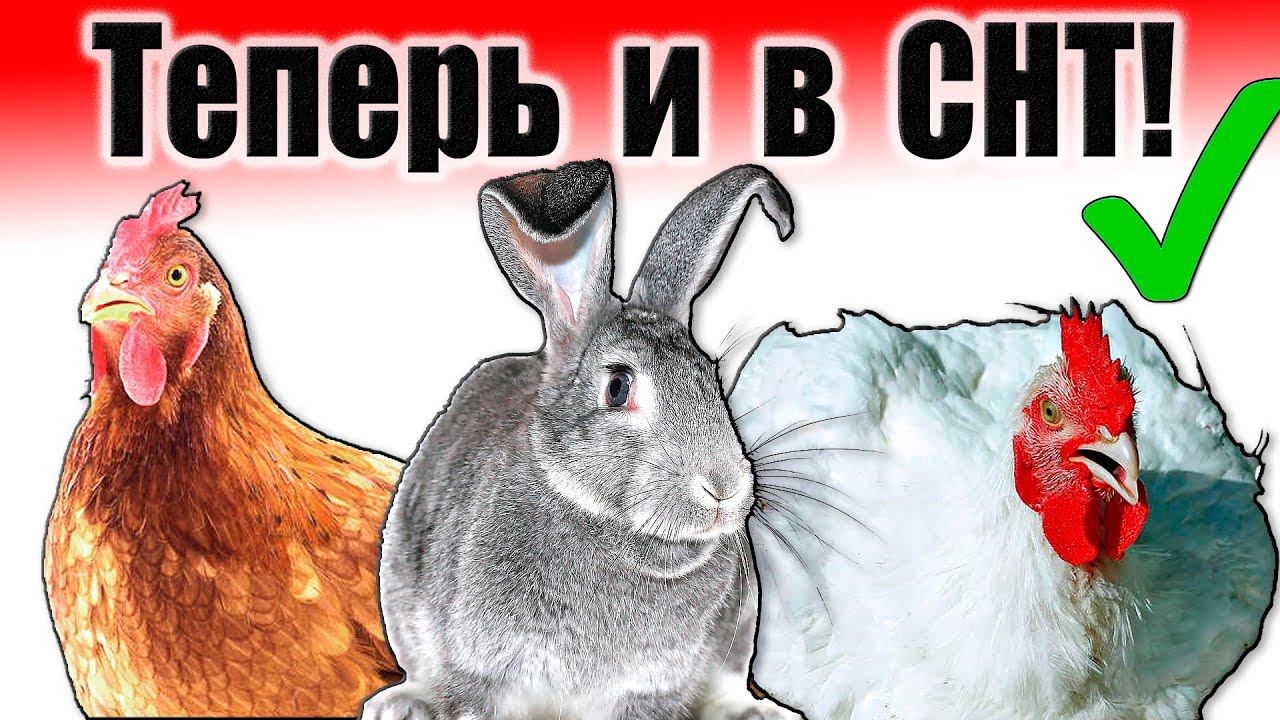 Куры и кролики в СНТ / Теперь можно! смотреть онлайн