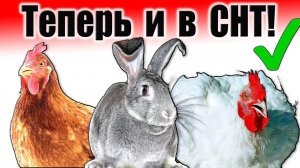 Куры и кролики в СНТ / Теперь можно!