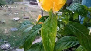 Пахистахис.Коротко об уходе.