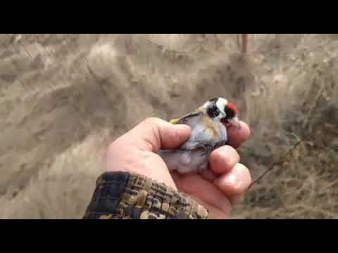 Ловля щеглов и жаворонков, Челябинск 28.03.2023 год. смотреть онлайн