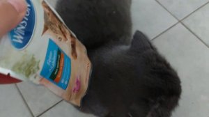 Кот пробует немецкую еду / Злой британец / кот Сильвер