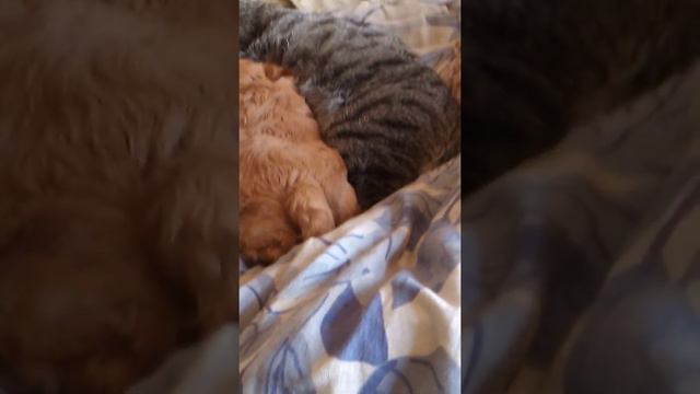 Джесси смотреть онлайн