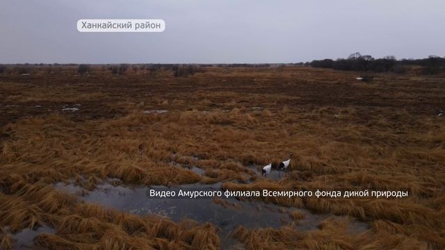 Редких японских журавлей вернули в дикую природу смотреть онлайн
