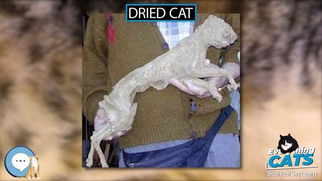 Dried cat ??? EVERYTHING CATS ??? смотреть онлайн