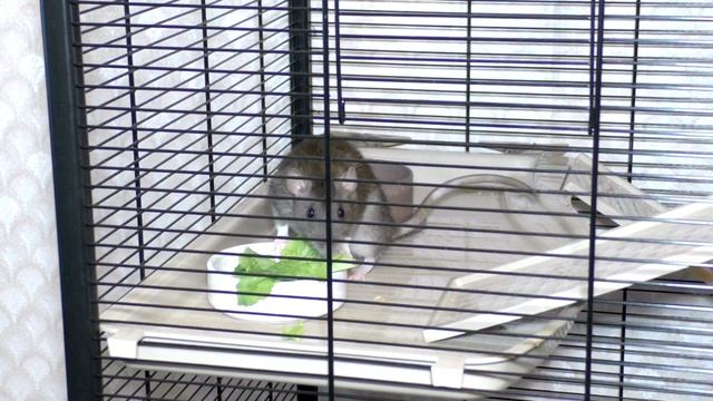 Летний прикорм для крысы. Ветки, травы и зелень для крыс смотреть онлайн