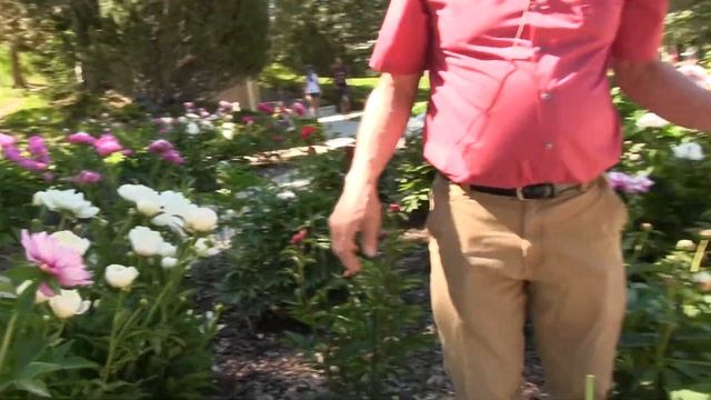 What's Happening at the Reinhardt Peony Garden 2022 June 27 смотреть онлайн