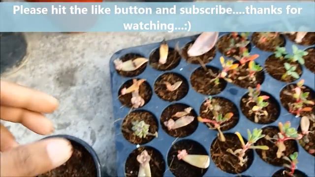 How to Propagate Succulents like a Pro (update video) смотреть онлайн