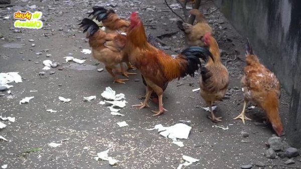 Con Gà Gáy Le Te - Nhạc Thiếu Nhi Sôi Động Vui Nhộn - Video Đàn Gà Trong Sân