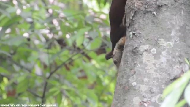 САМЫЕ БОЛЬШИЕ ЖИВОТНЫЕ смотреть онлайн