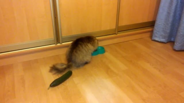 Реакция кота на огурец смотреть онлайн