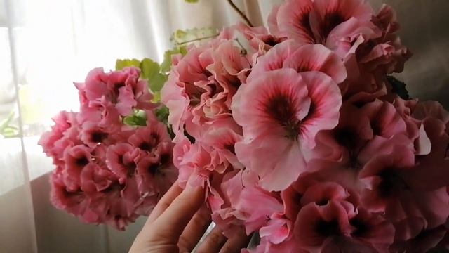 ПЕЛАРГОНИЯ КОРОЛЕВСКАЯ ? ??Как выяснилось, не Мона Лиза? смотреть онлайн