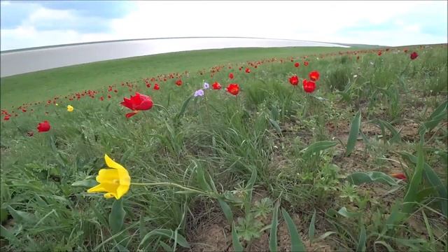 Тюльпаны Шренка смотреть онлайн