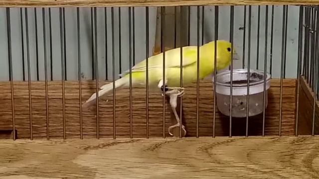 Желток))) смотреть онлайн
