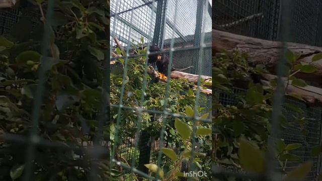 Зоопарк Лимпопо г.Нижний Новгород лето 2023г