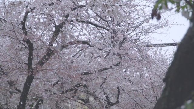 JieStudio Traveling - Sakura & Snow in Tokyo / 東京の桜と雪 / 東京的雪櫻花 смотреть онлайн
