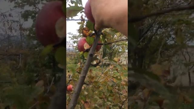 ? ЯБЛОКИ!Поздний сорт,хранится долго! смотреть онлайн