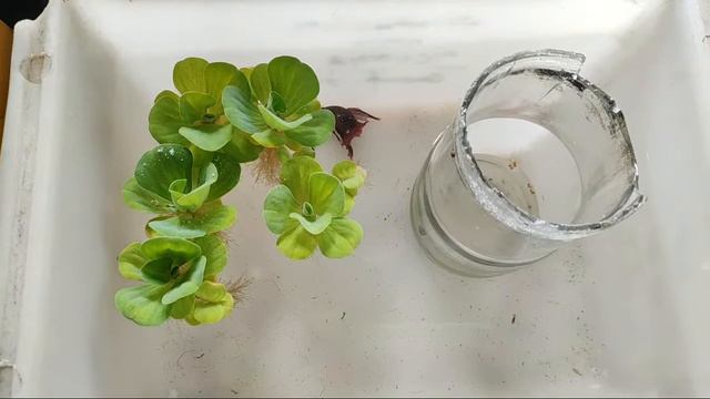 How To Set Up Betta Breeding Tank Live Betta Breeding смотреть онлайн
