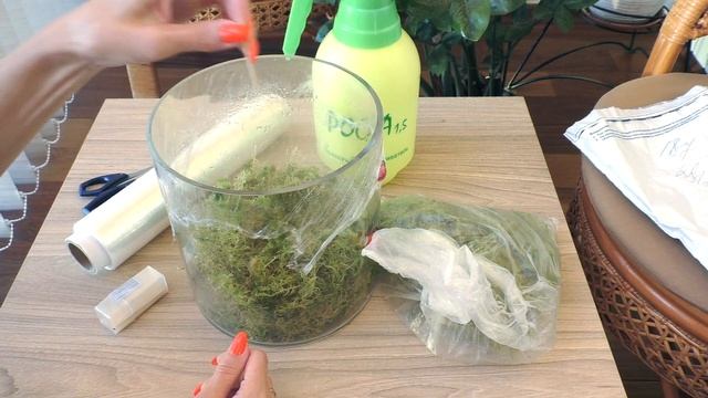 Живой мох! Как сохранить и размножить!