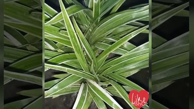 DRACAENA DEREMENSIS WHITE STRIPE √√√ смотреть онлайн