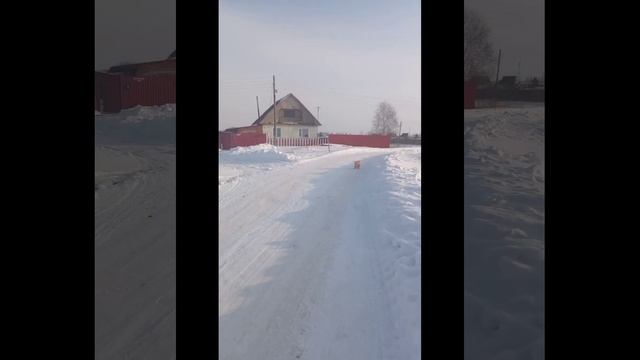 Померанский шпиц Рыжий на прогулке! смотреть онлайн