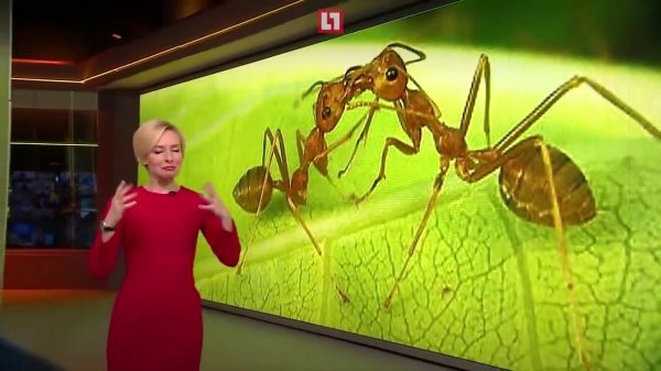 Репортаж Life про муравьев