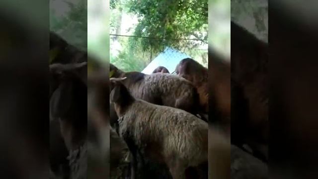 Баран произво-тель 4зуба арашан цена договорная |Чуй.обл с.Воронцовка +996706089777 | арашан койлор смотреть онлайн