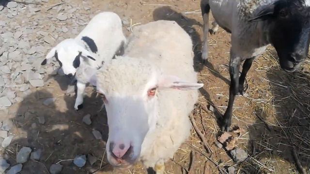 Весна на Заречной улице. смотреть онлайн