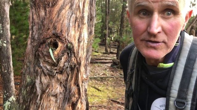 Gold Detecting Victoria and sharing our Gold Rush History | Minelab GPX5000 смотреть онлайн