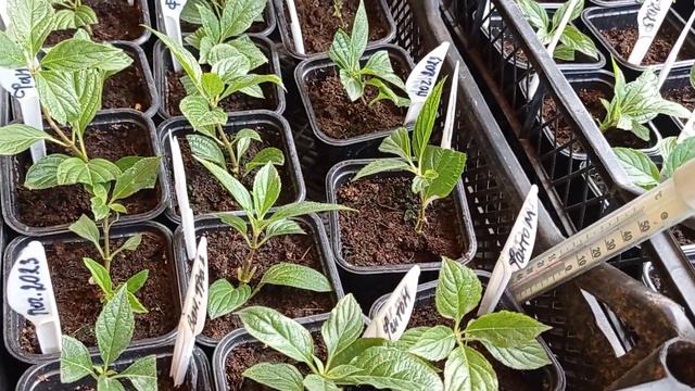 Обзор черенков февральского и мартовского черенкования. Немного о розах. смотреть онлайн