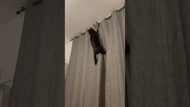 Кот наш Бэтмен по шторам лезет. Животные