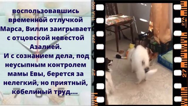 Становление кобелька Вилли смотреть онлайн