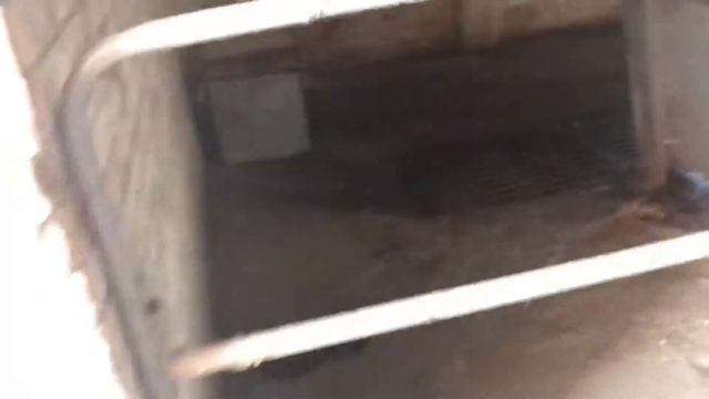 Признаки приближающегося отёла у коров. часть 1 смотреть онлайн