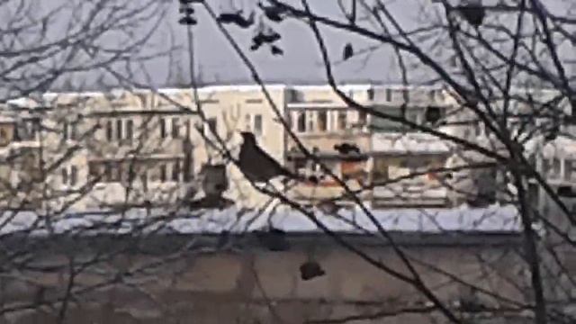 Стая птиц едят рябину 2 смотреть онлайн