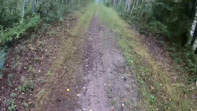 Песьяне грибы смотреть онлайн