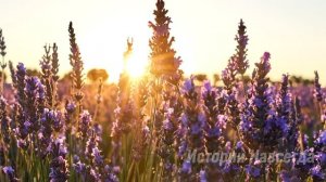 Пётр спас маленькую девочку, а когда взглянул на ее маму…
