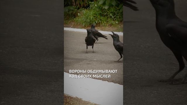Вороны обдумывают ход своих мыслей  - интересные факты о птицах