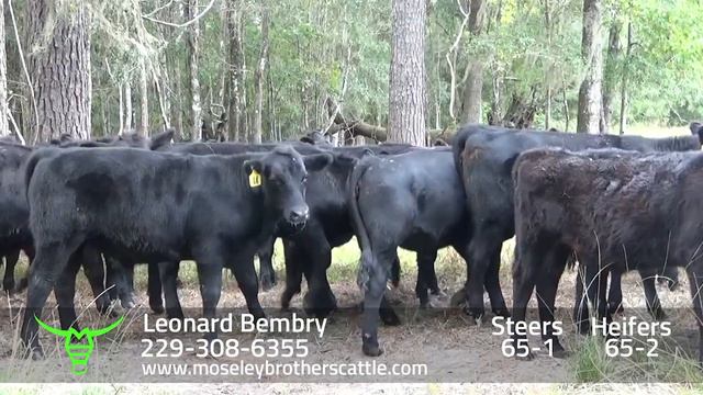LEONARD BEMBRY: GA/AL SAFE Sale 10/29/19 - Moseley Brothers Cattle HD смотреть онлайн
