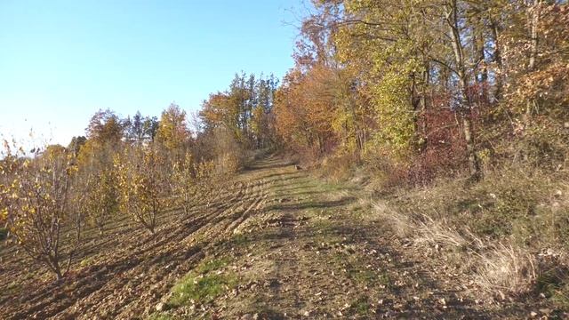 PANASONIC HC X2000 -TEST SUL CAMPO- смотреть онлайн